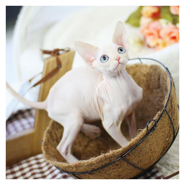 스핑크스고양이 분양