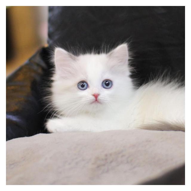 랙돌고양이분양(전문)