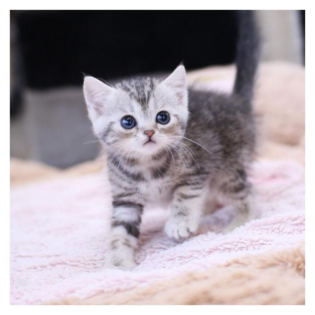 아메리칸숏헤어 분양