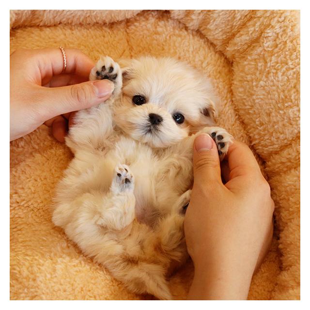 동탄 말티푸 분양