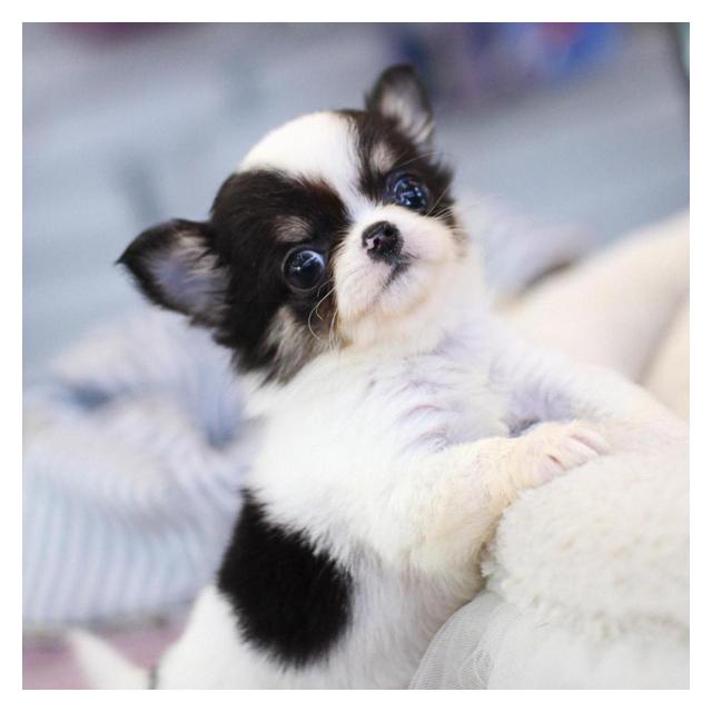 귀여운 장모치와와