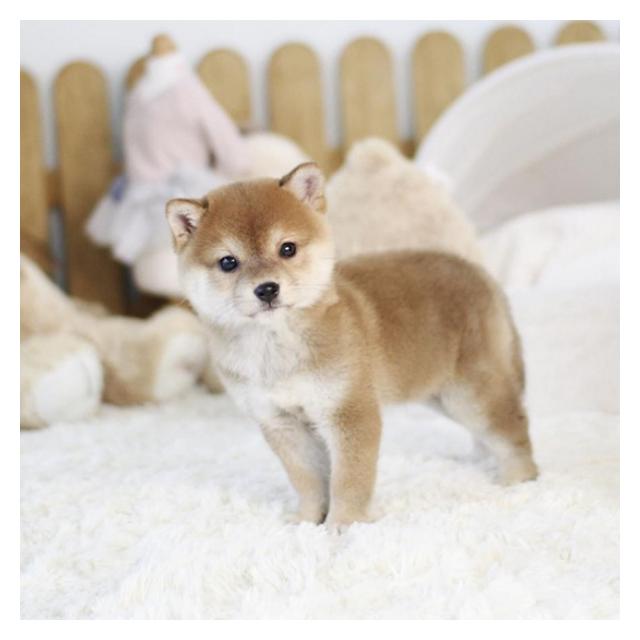 시바이누, 시바견 중형견