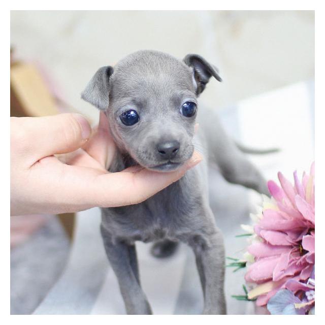 이탈리안그레이하운드 그레이하운드 중형견