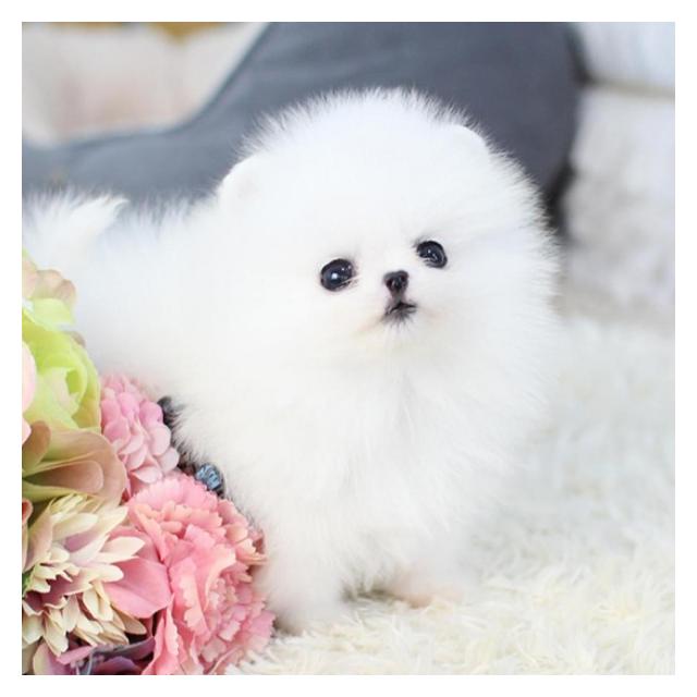 포메라니안 포메 소형견