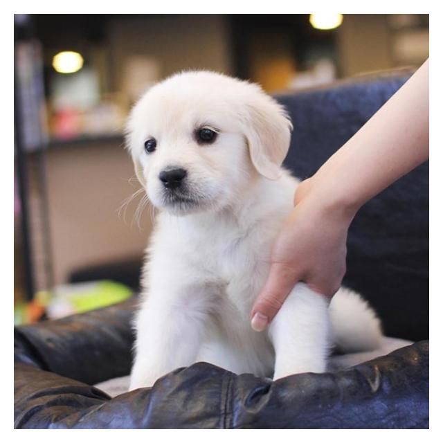 골든리트리버 대형견 분양