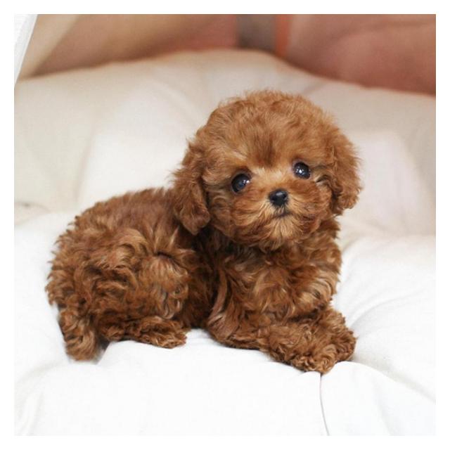 푸들 소형견 분양