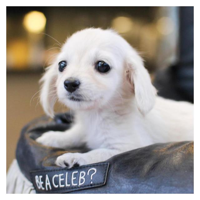 장모닥스훈트 분양